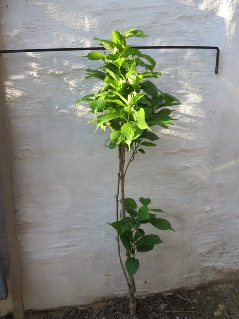 Prunus japonica Amanagowa